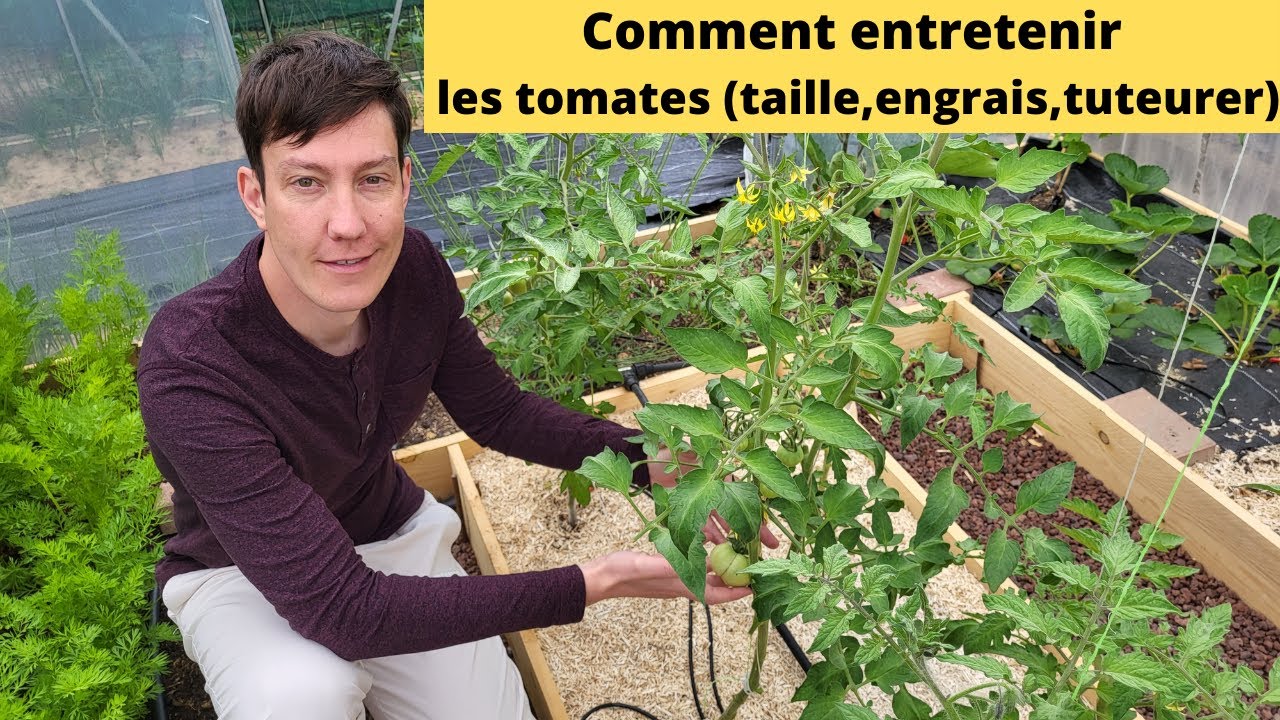 Comment entretenir les tomates pour avoir de belles tomates au potager