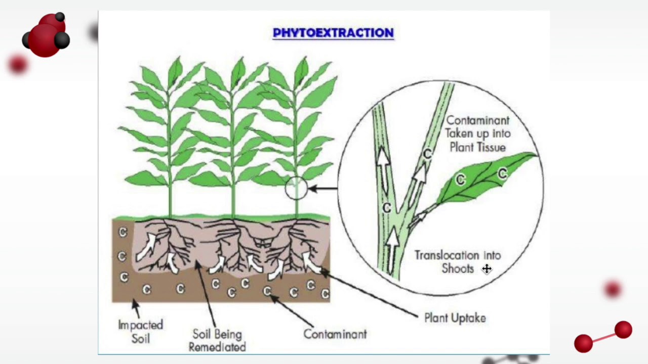 Biotechnology - Phytoremediation