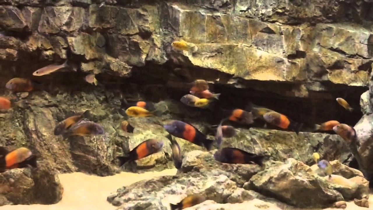 Tropheus bemba aquarium