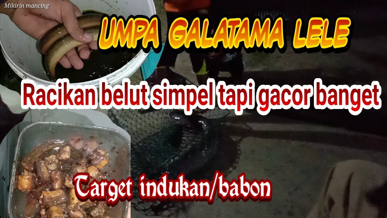 Racikan belut untuk galatama lele simpel tapi gacor banget