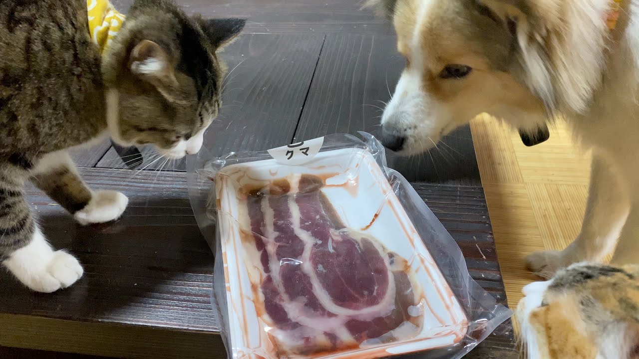 【猟師さんを助けたい】熊肉は犬猫のご飯になるのか？