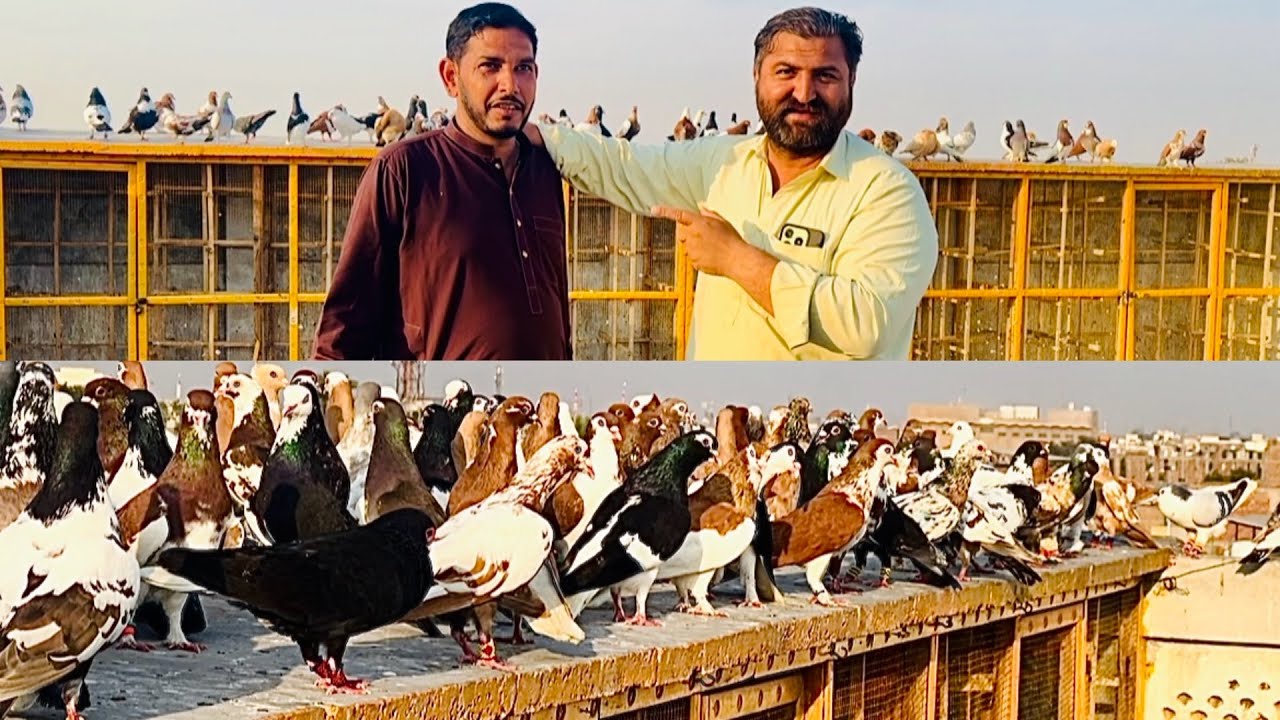 Mashallah 🥰 aj ki new entry 😱 fighter 150 kabuter le ye ha #pigeon #pigeonlaver #bird #kabootar 