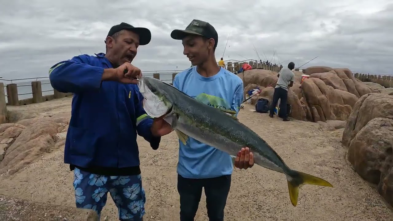 Большой Шэд! Желтохвост Маргит!061225