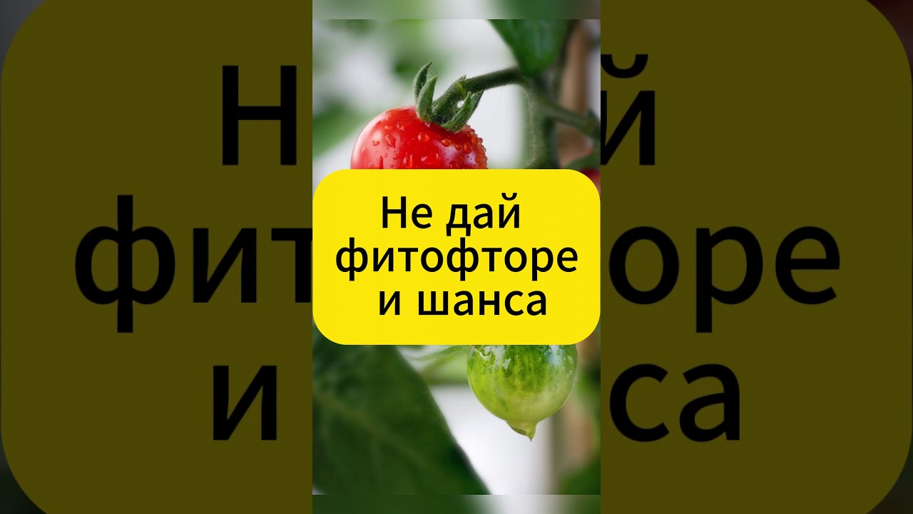 ОСТОРОЖНО: Фитофтора в августе!  #дача #огород #томаты #фитофтора