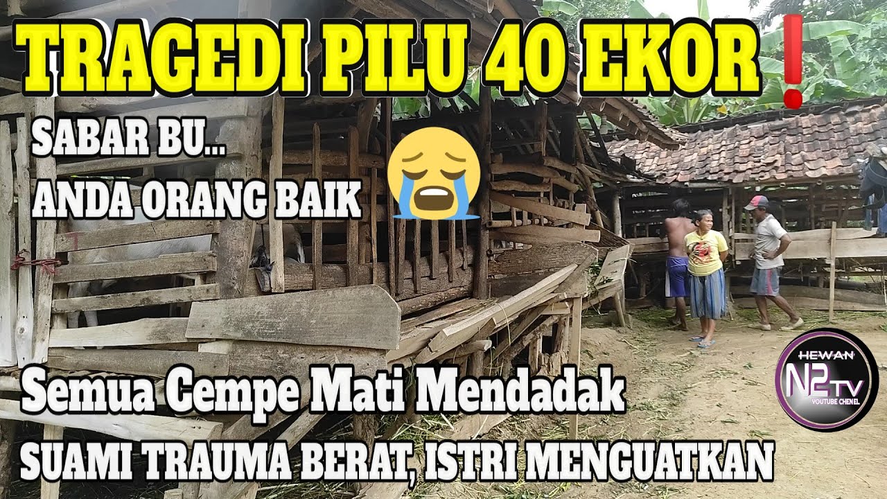 Darmini: Siapa Tidak Sakit, Suami Menangis. (Ternak 2 Tahun, Kambing Mati Semua)