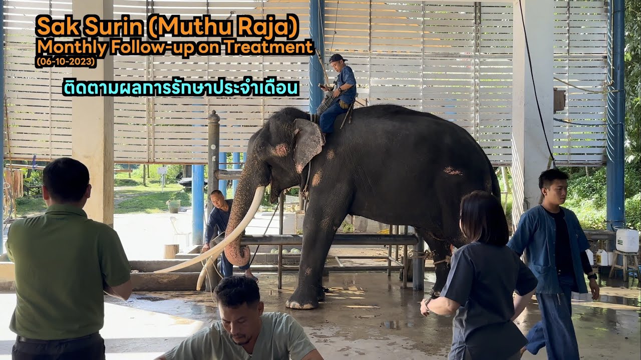 ติดตามผลการรักษาพลายศักดิ์สุรินทร์ประจำเดือน Muthu Raja : Monthly Follow-up on Treatment