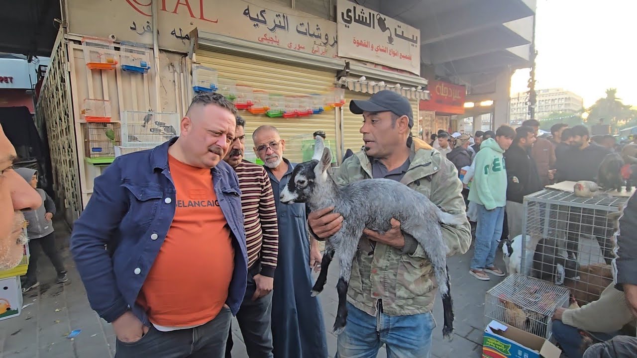 سوق الغزل يوم الجمعة انواع الحيوانات والطيور مع الاسعار 21 نوفمبر 2025