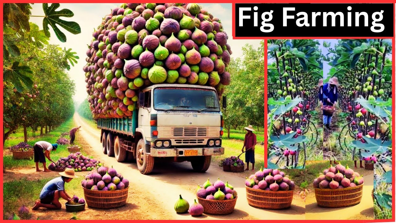 FIG Farming | DISCOVER The Fig's Amazing Biology and Cultural Impact!