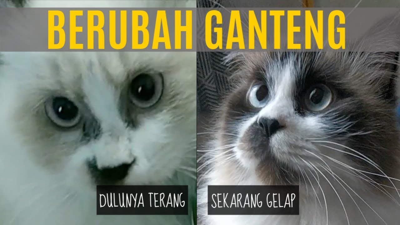 Anak Kucing Ragdoll Lucu | Transformasi Molo