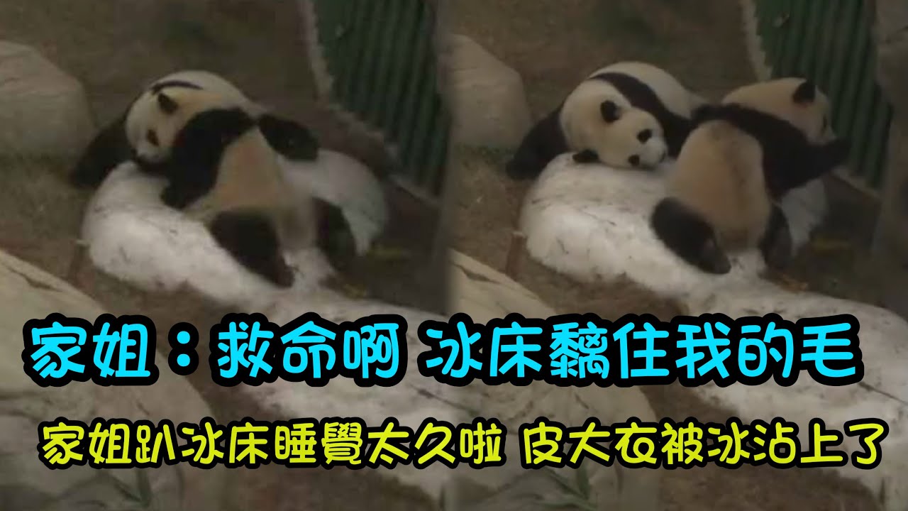 家姐趴冰床趴太久啦，冰床黏住了家姐的毛髮，家姐努力自救撐自己扯開皮大衣#大熊貓家姐細佬 #香港大熊貓 #大熊貓加加得得