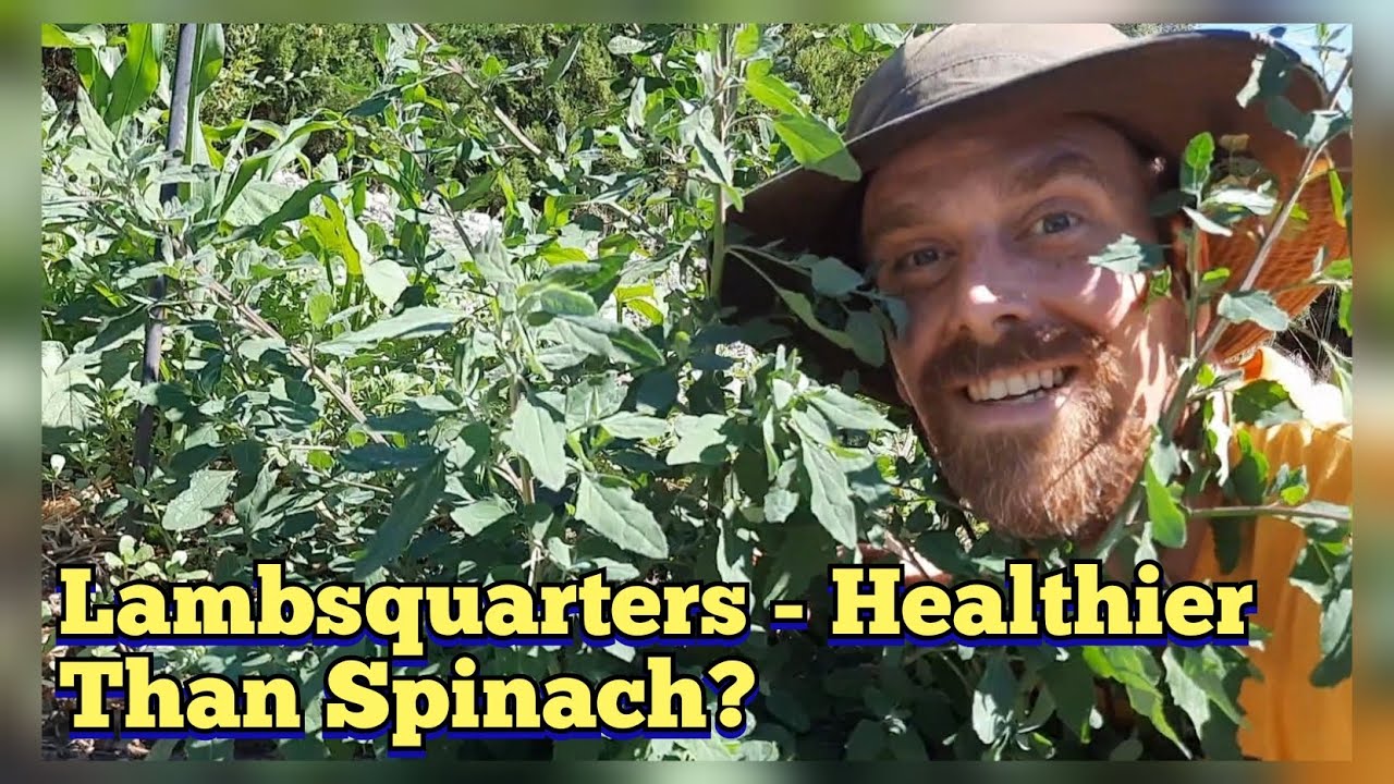 Lambsquarters AKA Wild Spinach - Healthier Than Spinach? Wild Edible Identification and Description