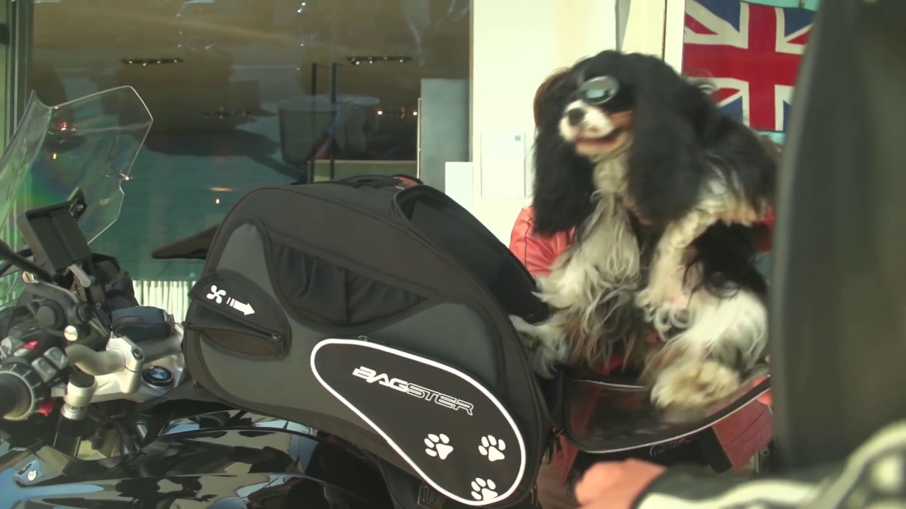 Friendy/Puppy Bagster, borsa trasporto cani per moto!