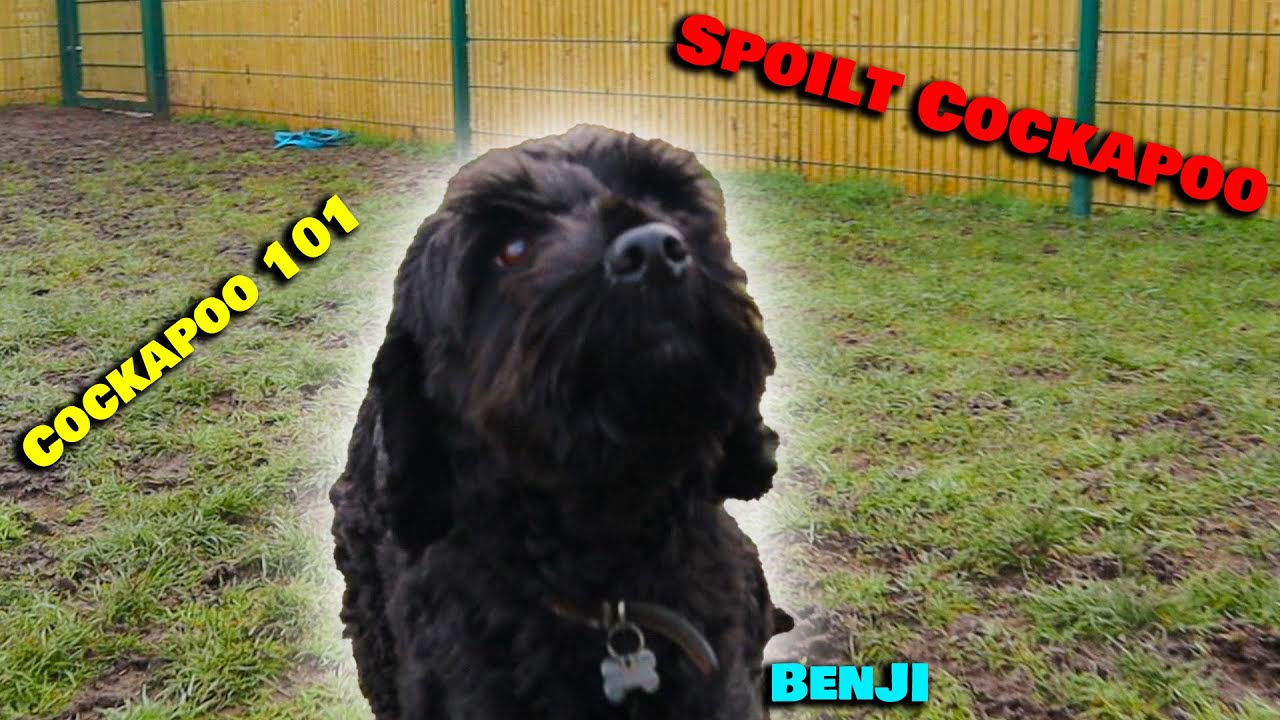 Spoilt Whining Cockapoo 101 - Professional Dog Trainer - Full Training Session