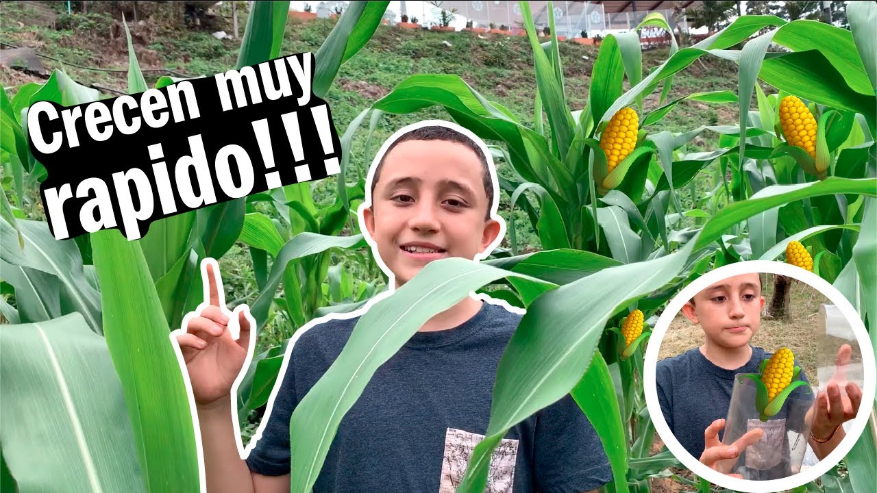 SEMBRAR MAIZ FACIL Y RAPIDO - HUERTA CASERA - la granja del borrego