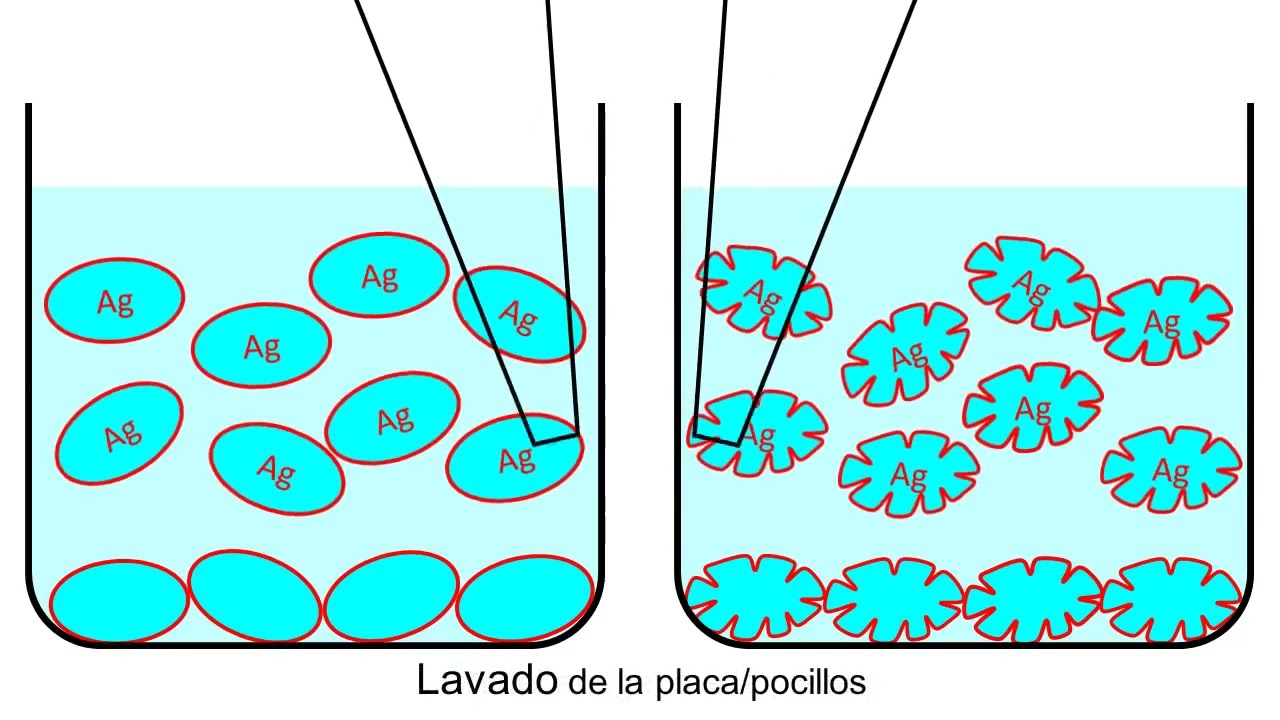 ELISA directo