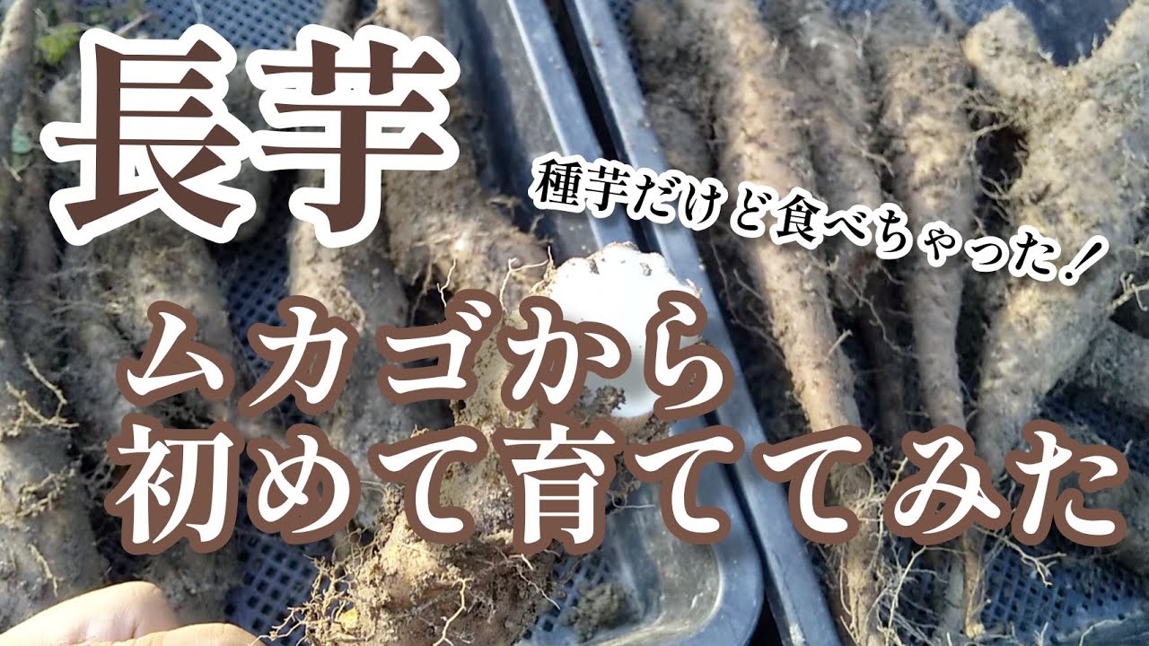 【長芋】初めてムカゴから長芋を育ててみた！種芋の予定が食べちゃった【髭サン農家】