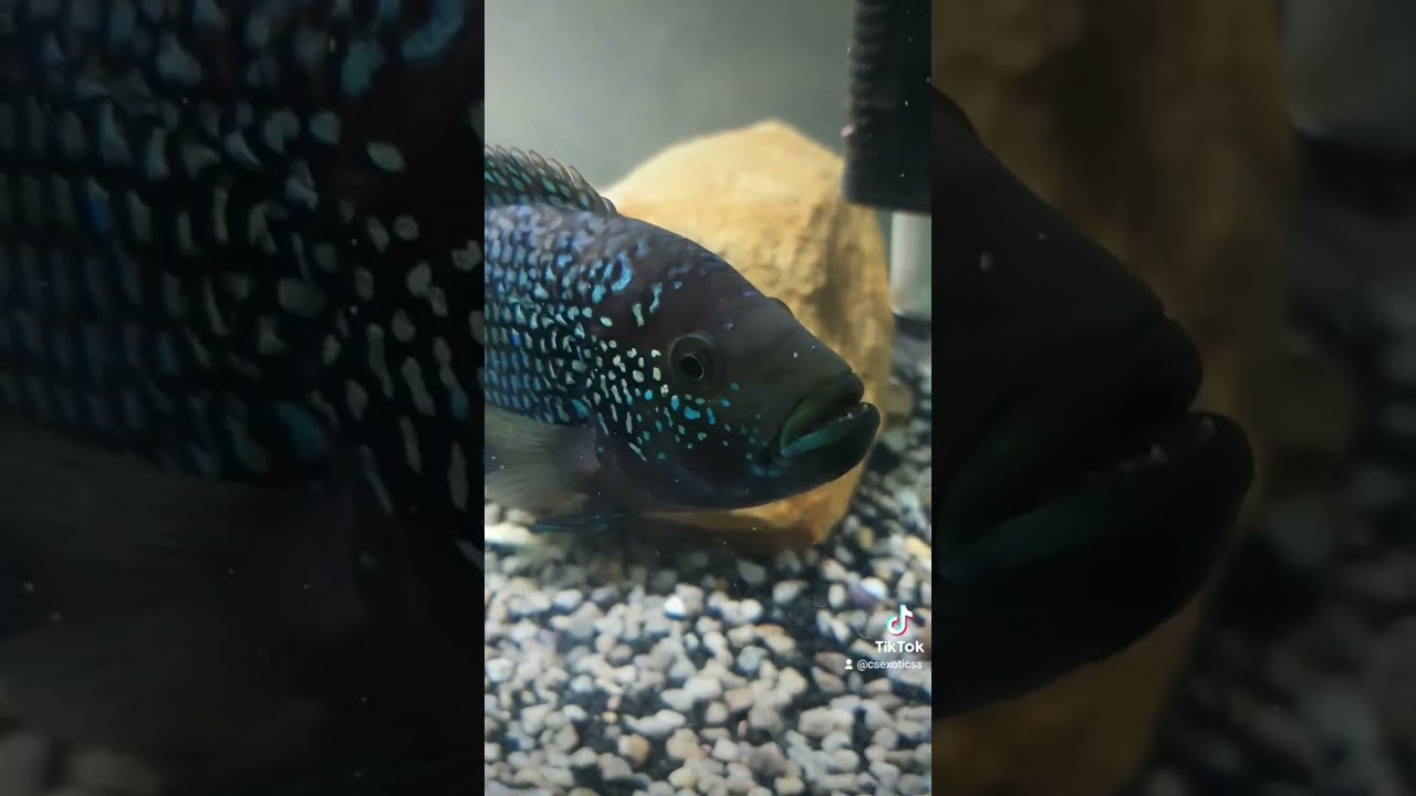 a few of my show stopper fish!#fish #fishtank #aquarium #plantedaquascape #plantedaquarium #petfish