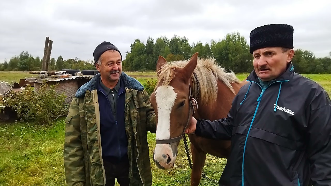 ЛОШАДИ/БЕЛОРУССКИЙ КАЗАК КУПИЛ МОЛОДУЮ ЖЕРОБКУ 1,3 ГОДА