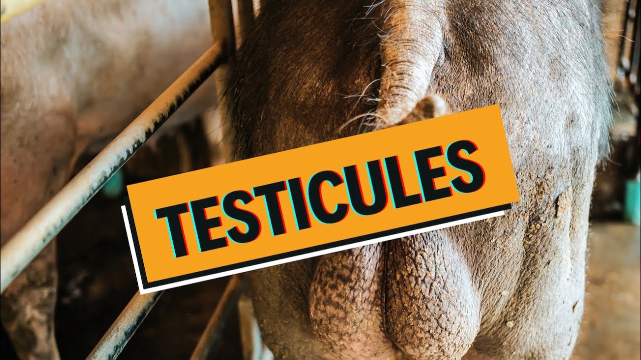 Les testicules malades : CRYPTORCHIDIE, HYDROCELE, TORSION, CANCER - WhyDoc #7