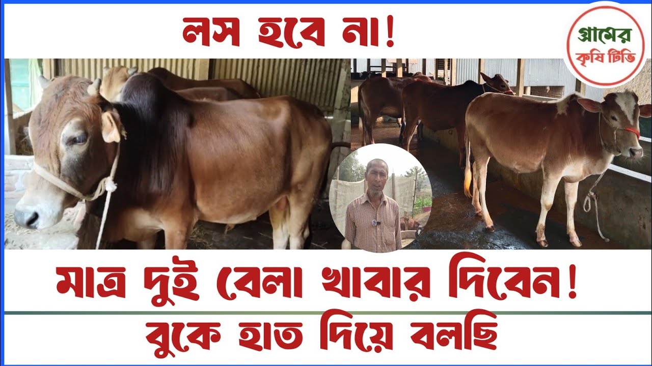 লস হবে না ! মাত্র দুই বেলা খাবার দিবেন | বুকে হাত দিয়ে বলছি |