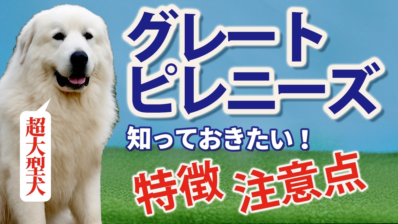 【グレートピレニーズ 特徴】超大型犬のグレートピレニーズの特徴と魅力を歴史的背景から解説しました