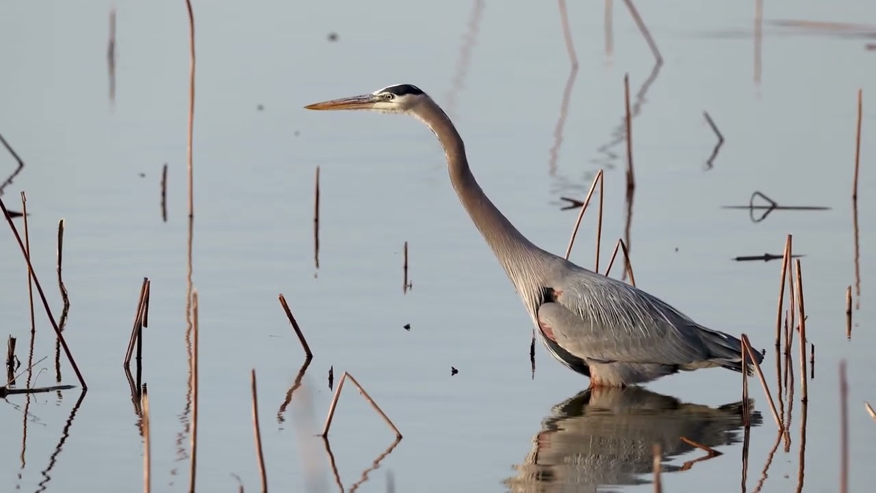 Great Blue Heron Catching Fish