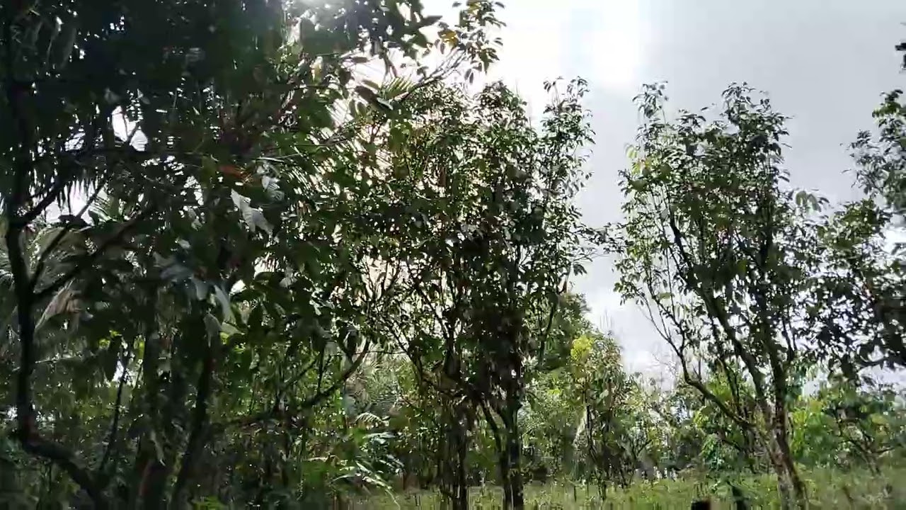 ☑ PROPERTY FOR SALE IN LILIW LAGUNA / TAX DECLARATION / 300 PESOS PER SQ.M / 2ND LOT FROM FTMR / 🙏😇