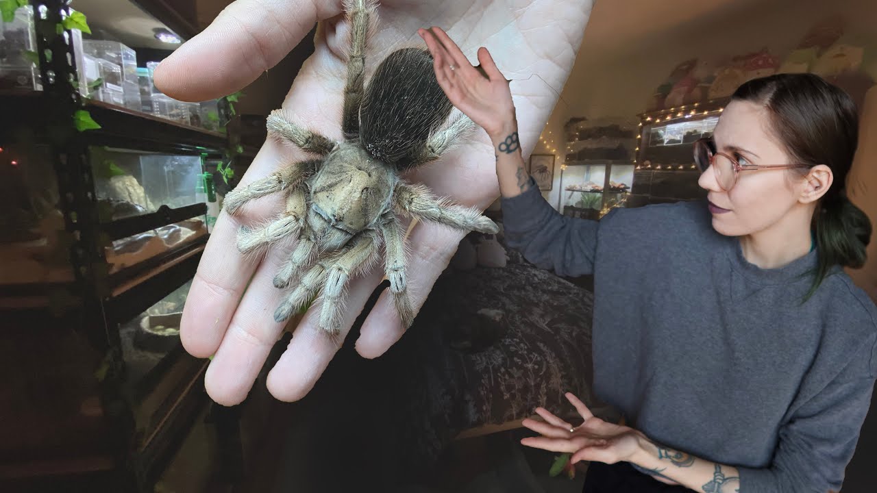 TARANTULA ROOM TOUR!.. How I SHARE a Bedroom with 100+ PETS