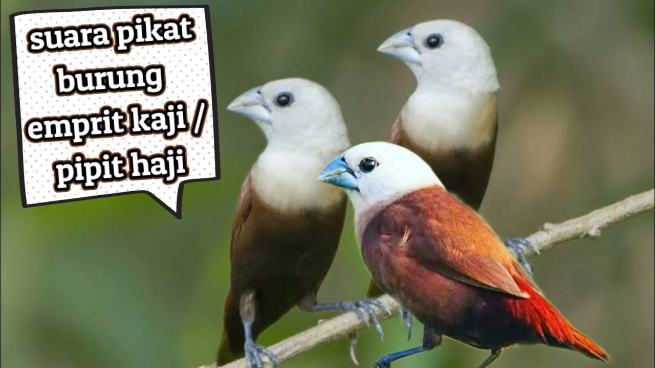 paling ampuh suara pikat burung emprit kaji / Pipit haji koloni ribut