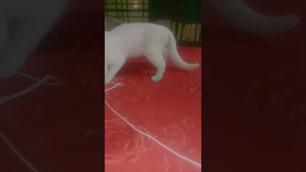 Cato Cute Playing 