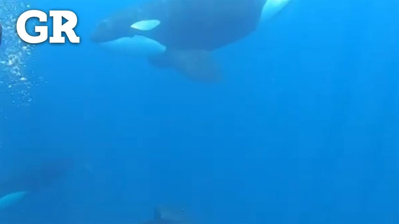 Orcas nadando en Cabo Pulmo