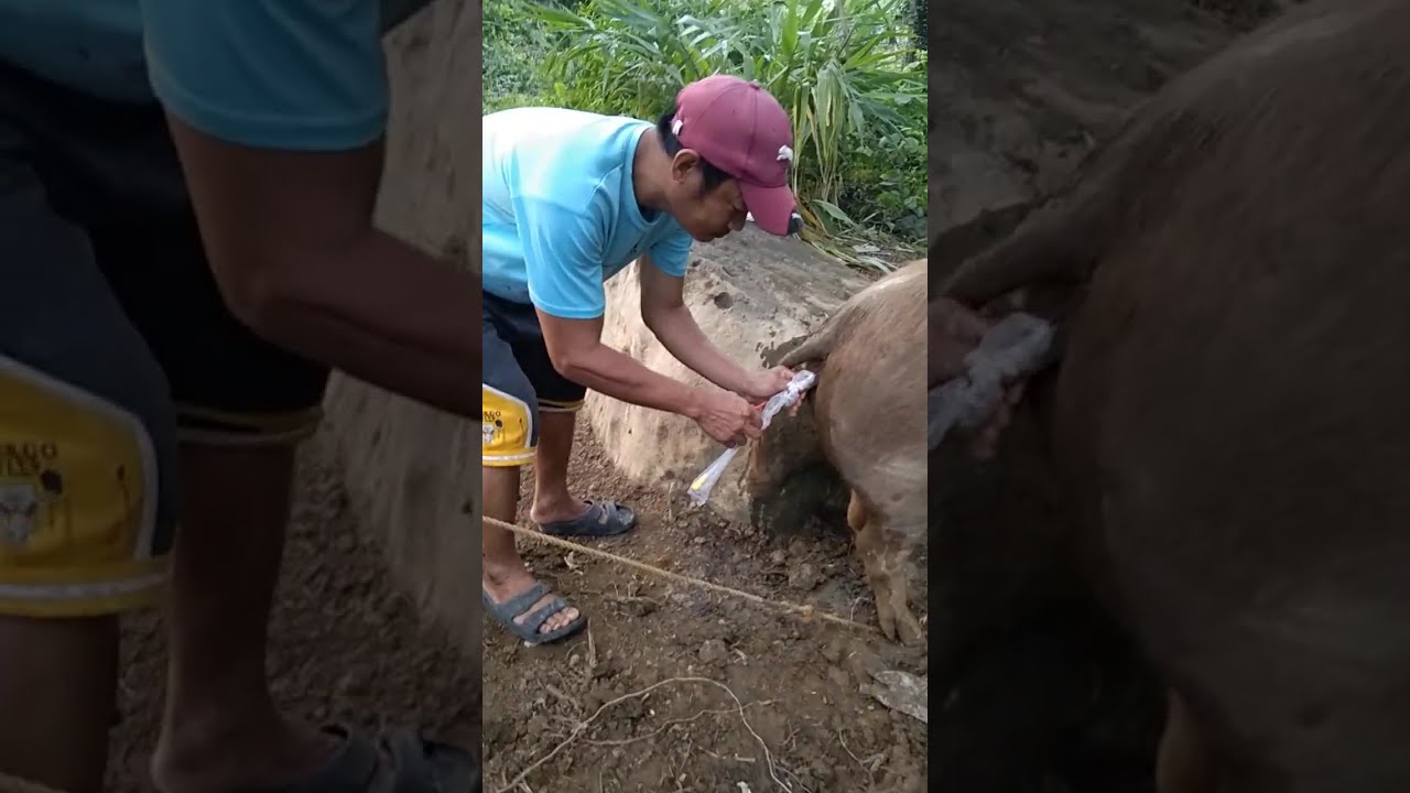 ARTIFICIAL INSEMINATION OF MY PIG 