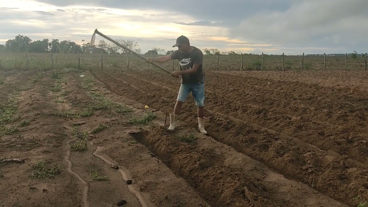 Plantando inhame 🙏❤️