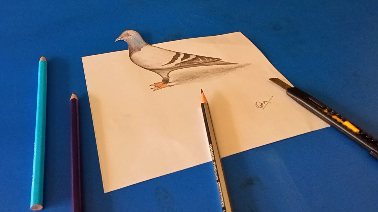 How To Draw A Beautiful 3D Pigeon | Pigeon Drawing Step By Step | Bird Drawing | Uma Slice of Arts