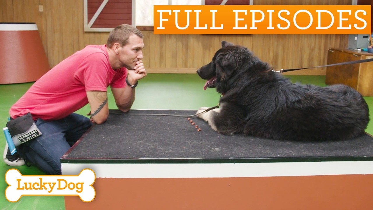 Gentle Giant’s Emotional Journey To Her Forever Family | Lucky Dog Double Episode