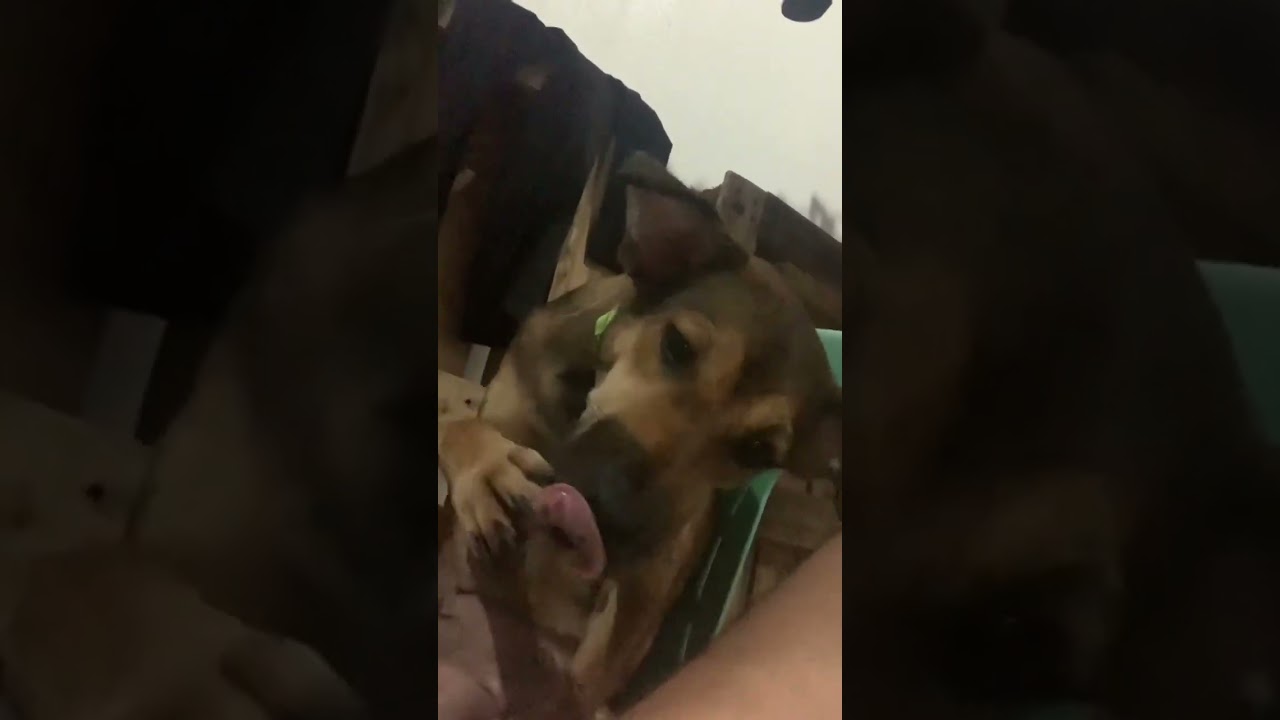 2022 | Dog cleaning herself after eating 