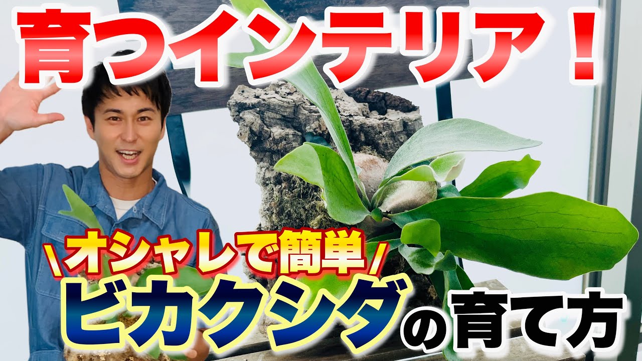 【徹底解説！】大人気のビカクシダ(コウモリラン)の育て方【ガーデニング】【観葉植物】
