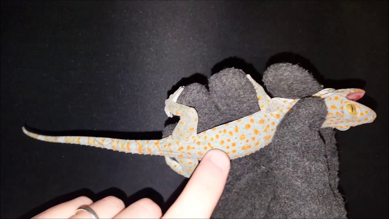 Come allevare/accudire un geco Tokay (Gekko gecko)