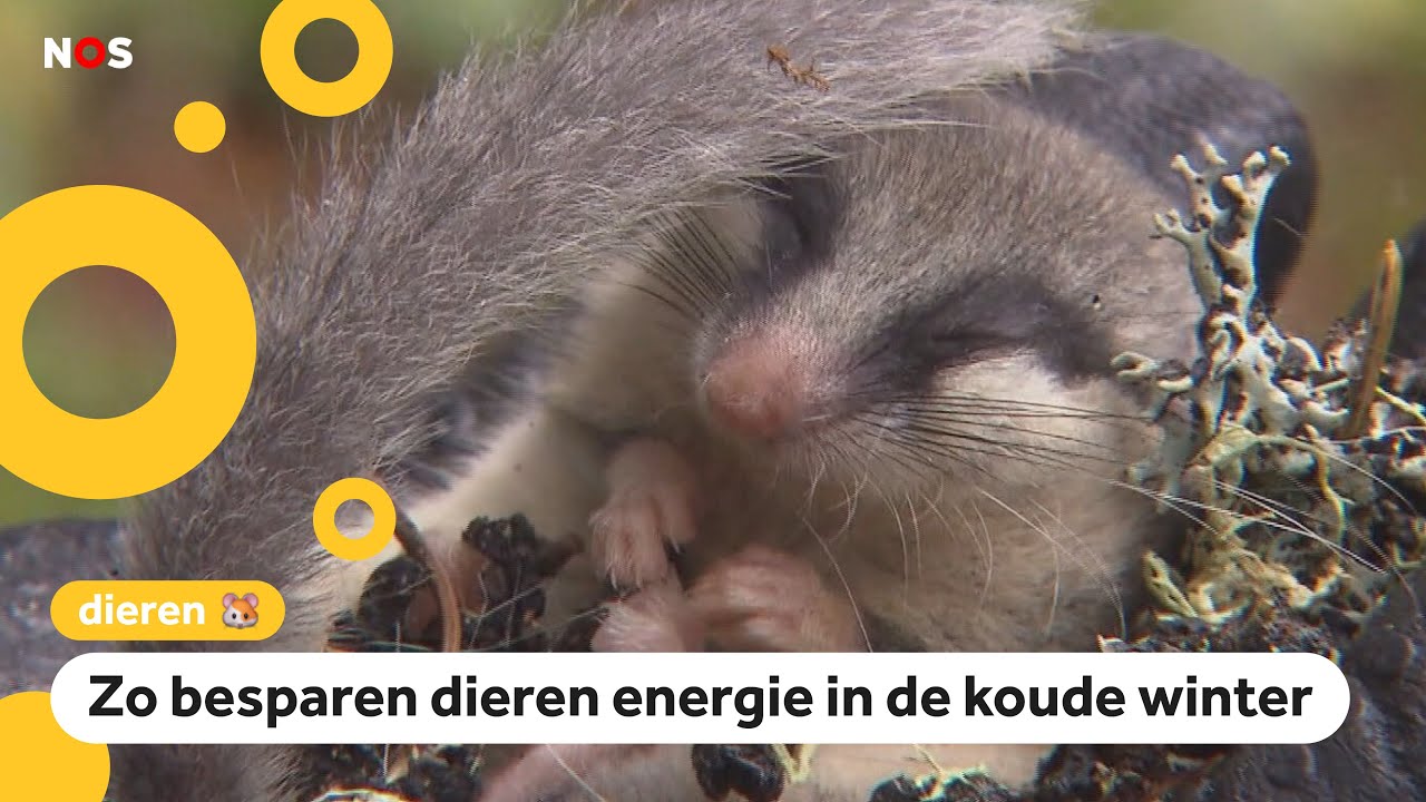Kindervraag: Hoe plassen en poepen dieren in winterslaap?