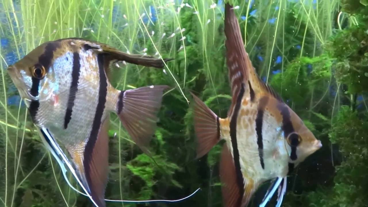 Pterophyllum scalare Rio Nanay babybox