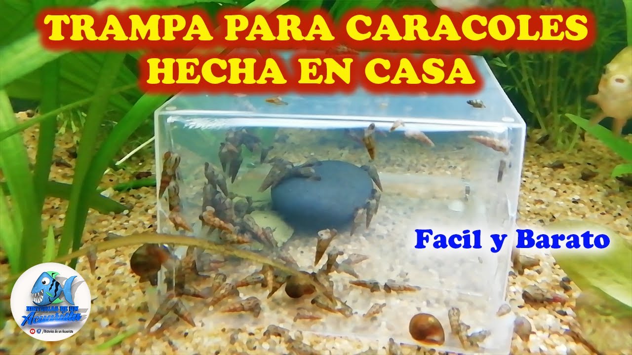 TRAMPA PARA CARACOLES  DIY