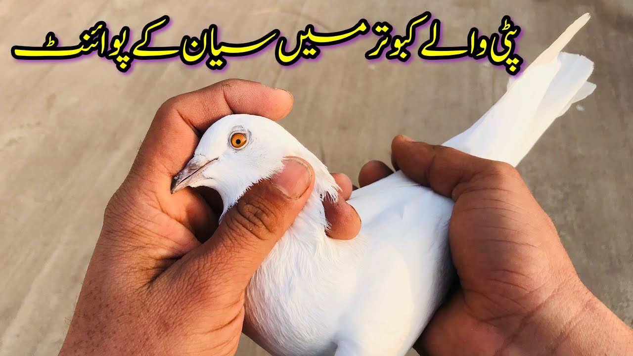 Patti walay kabootar main sayyan ka raaz