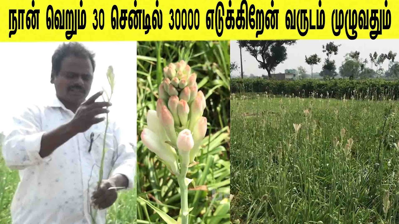 நான் வெறும் 30 சென்டில் 30,000 எடுக்கிறேன் வருடம் முழுவதும் /30,000 for just 30 cents a year