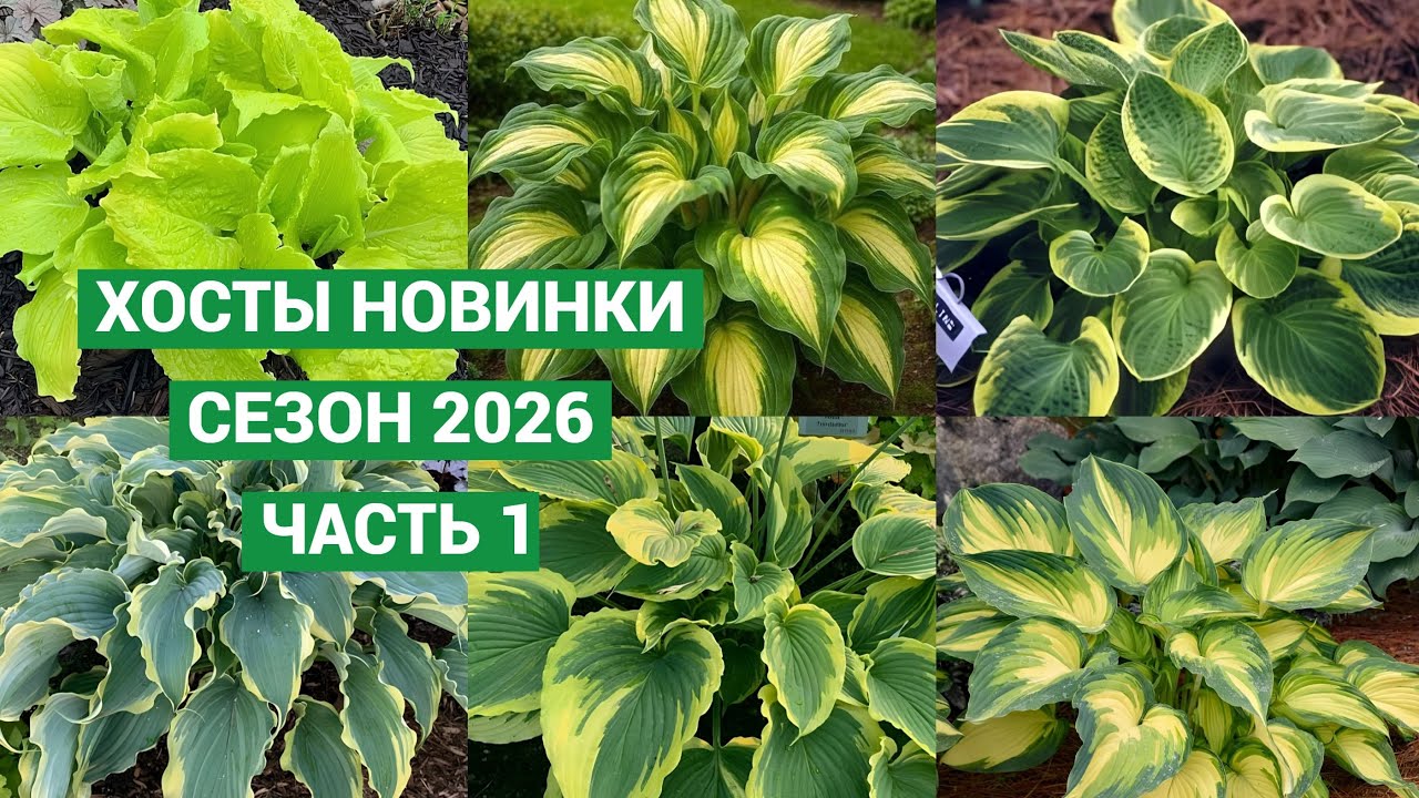 Большой обзор. Хосты новинки 2026. Часть 1