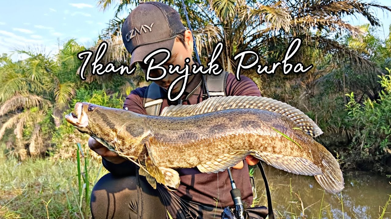 Casting Ikan Bujuk Saiz Purba