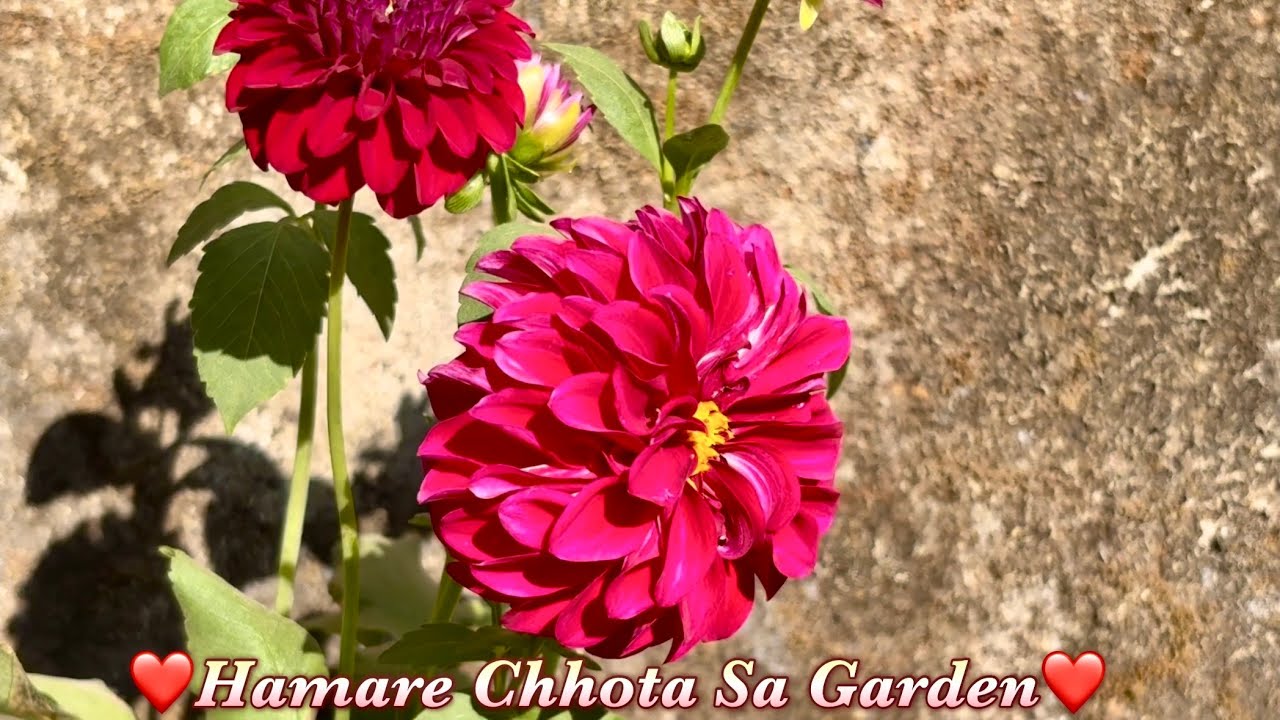Outdoor Kitchen Bengali Family | Humare Ghar Ke Bahar Chhota Sa Garden Ka Vews |