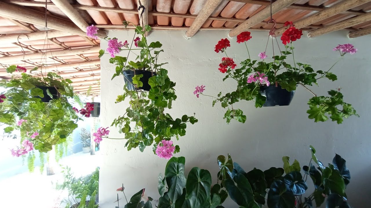 Plantas Pendentes e de Folhagem na Varanda