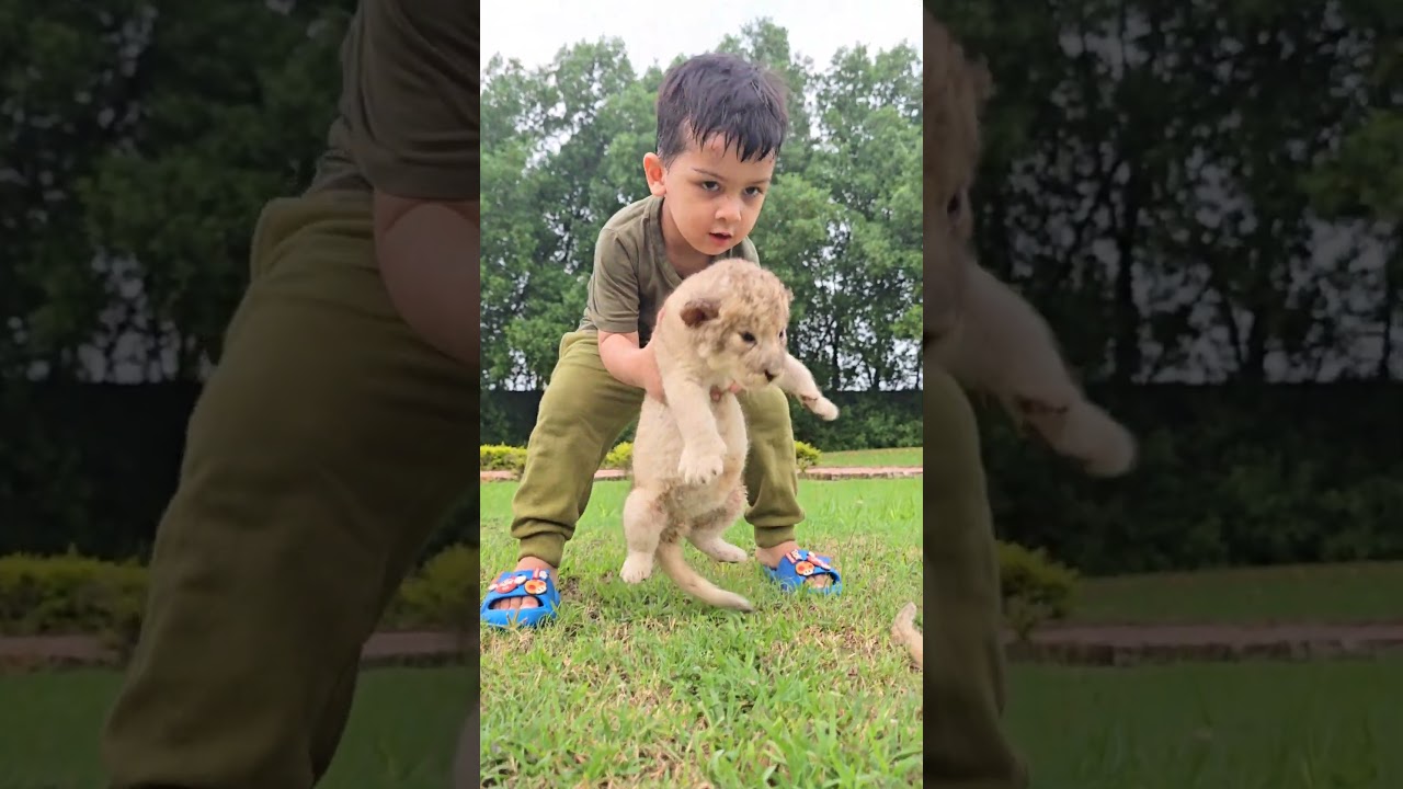 Little Kid With 15 days Old Lion Cubs | Nouman Hassan |