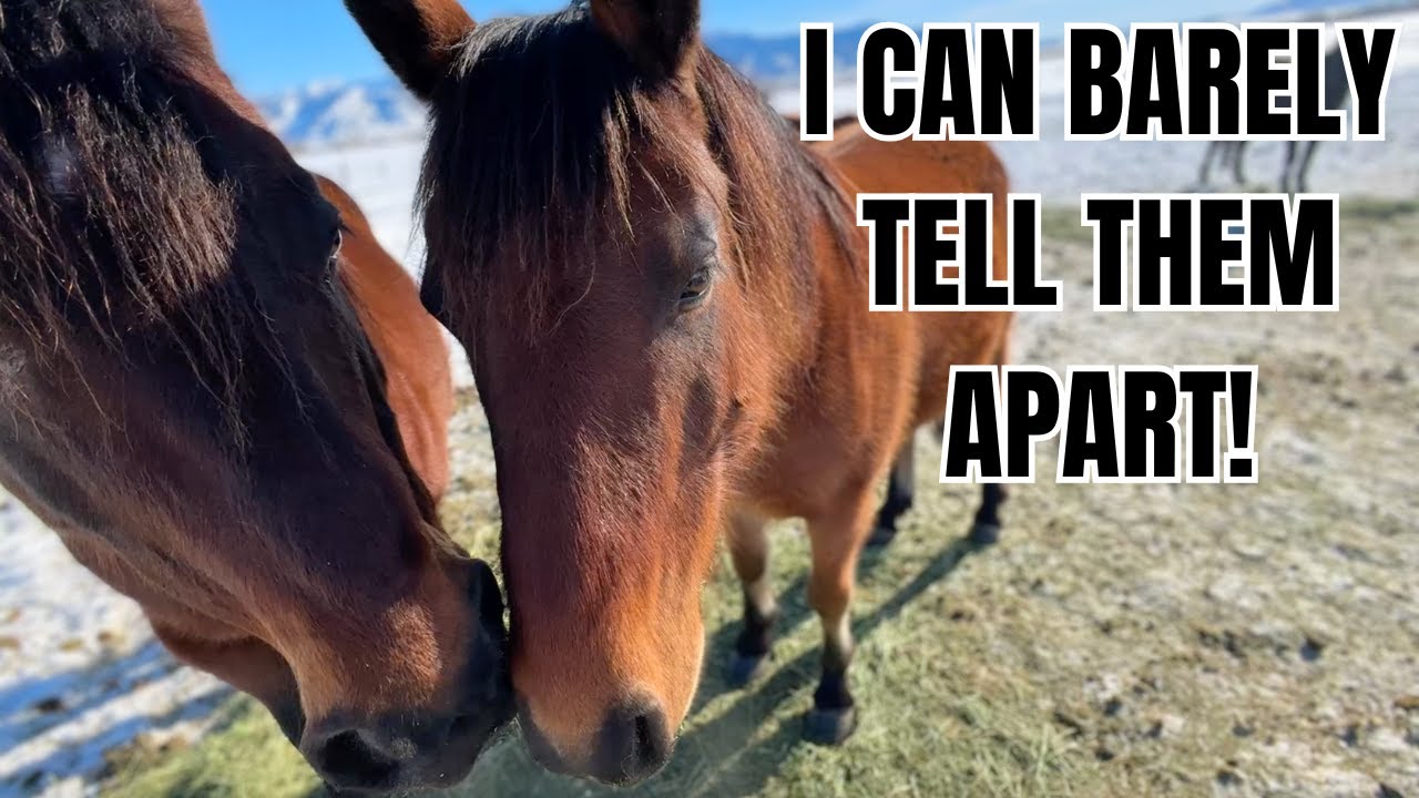 How many horses do I have now?