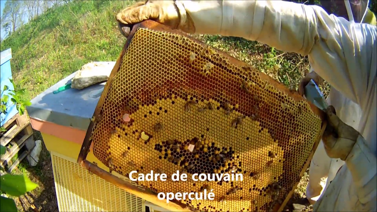 Comment créer un essaim artificiel sans recherche de reine et sans déplacement de ruche feat. Seb